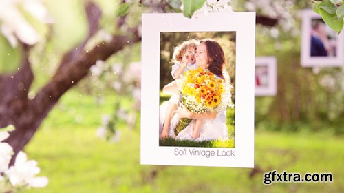 Videohive Photo Gallery Blossoms and Bees 6353451