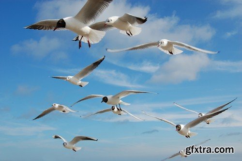 Stock Photos - Birds flying, 25xJPG