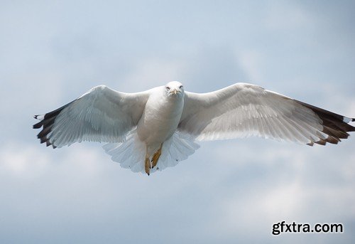 Stock Photos - Birds flying, 25xJPG