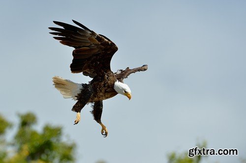 Stock Photos - Birds flying, 25xJPG