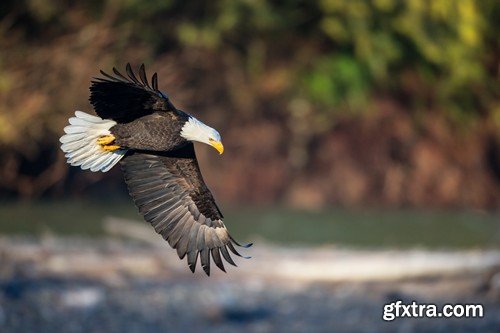 Stock Photos - Birds flying, 25xJPG