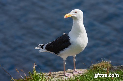 Stock Photos - Birds flying, 25xJPG