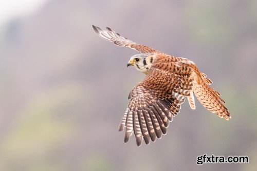 Stock Photos - Birds flying, 25xJPG