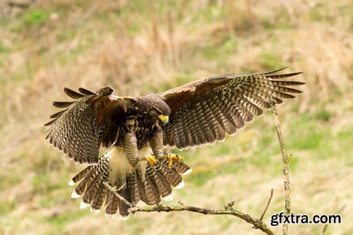 Stock Photos - Birds flying, 25xJPG