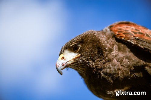 Stock Photos - Birds flying, 25xJPG