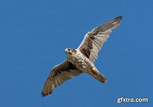 Stock Photos - Birds flying, 25xJPG