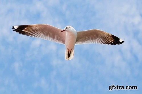 Stock Photos - Birds flying, 25xJPG