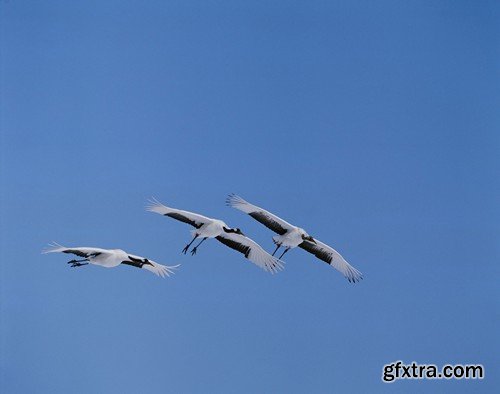 Stock Photos - Birds flying, 25xJPG