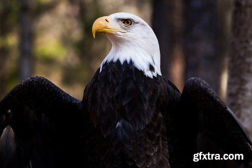 Stock Photos - Birds flying, 25xJPG