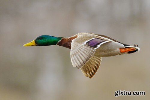 Stock Photos - Birds flying, 25xJPG