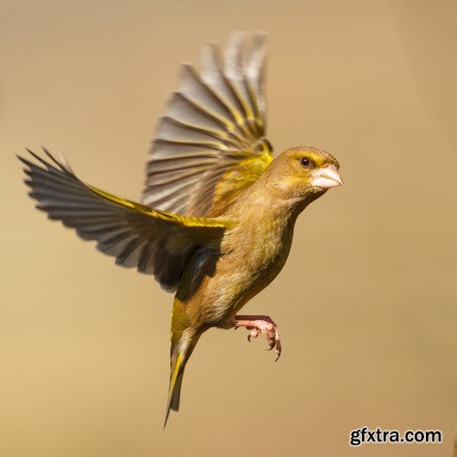 Stock Photos - Birds flying, 25xJPG