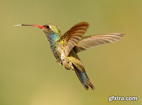 Stock Photos - Birds flying, 25xJPG