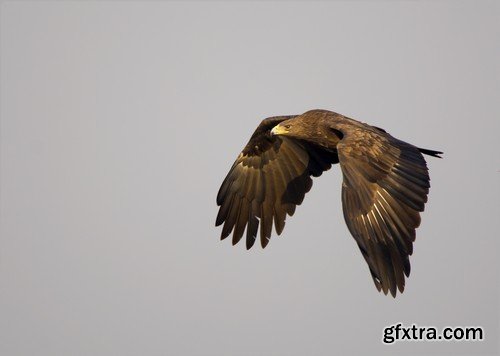 Stock Photos - Birds flying, 25xJPG