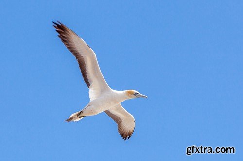 Stock Photos - Birds flying, 25xJPG