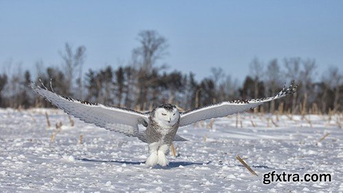 Stock Photos - Birds flying, 25xJPG