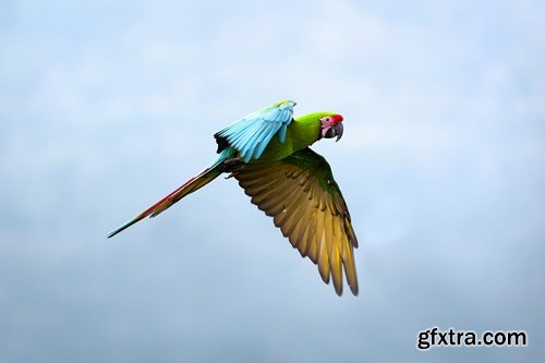 Stock Photos - Birds flying, 25xJPG