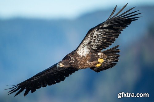 Stock Photos - Birds flying, 25xJPG