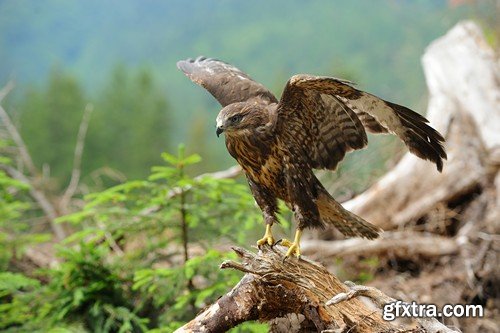 Stock Photos - Birds flying, 25xJPG