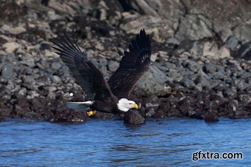 Stock Photos - Birds flying, 25xJPG