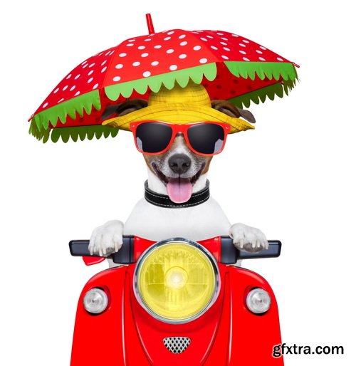 Amazing SS - Dog with funny glasses, 25xJPG