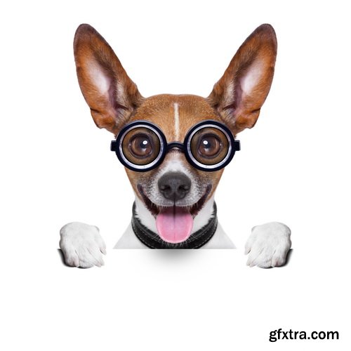 Amazing SS - Dog with funny glasses, 25xJPG