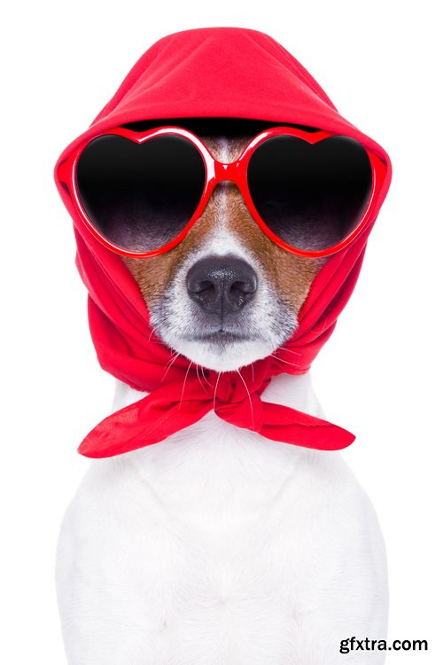 Amazing SS - Dog with funny glasses, 25xJPG