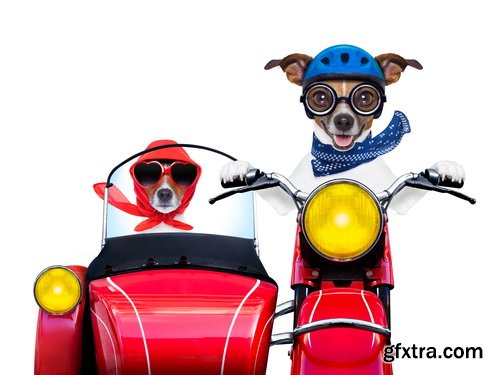 Amazing SS - Dog with funny glasses, 25xJPG