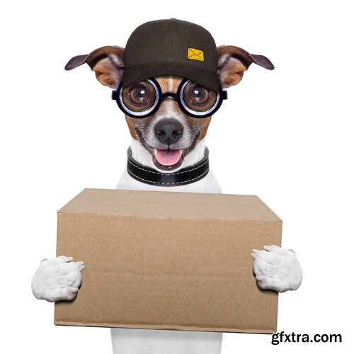 Amazing SS - Dog with funny glasses, 25xJPG