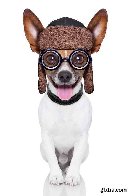 Amazing SS - Dog with funny glasses, 25xJPG