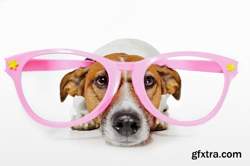 Amazing SS - Dog with funny glasses, 25xJPG