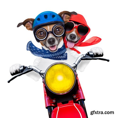 Amazing SS - Dog with funny glasses, 25xJPG