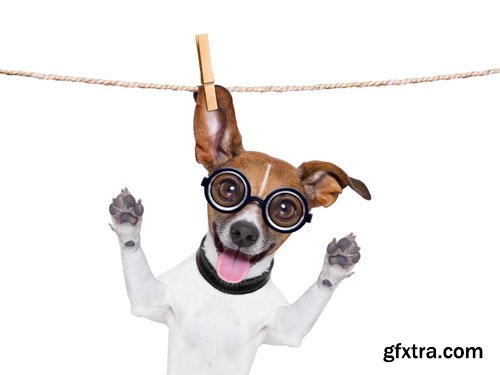 Amazing SS - Dog with funny glasses, 25xJPG