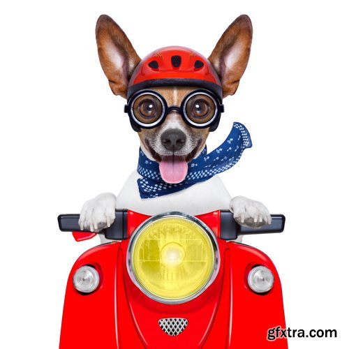 Amazing SS - Dog with funny glasses, 25xJPG