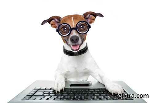 Amazing SS - Dog with funny glasses, 25xJPG