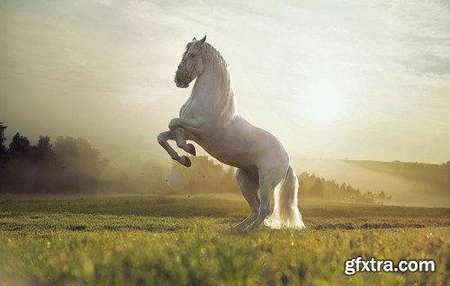 Stock Photos - Horse, 25xJPG