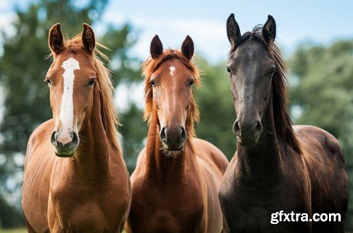 Stock Photos - Horse, 25xJPG