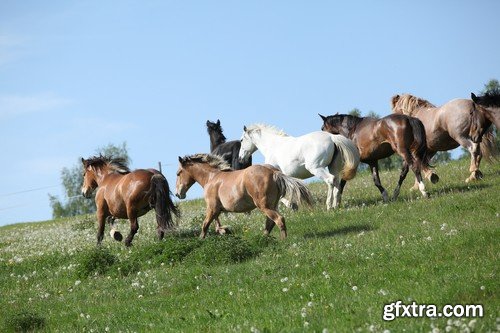 Stock Photos - Horse, 25xJPG