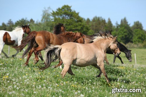 Stock Photos - Horse, 25xJPG