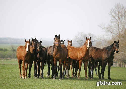 Stock Photos - Horse, 25xJPG