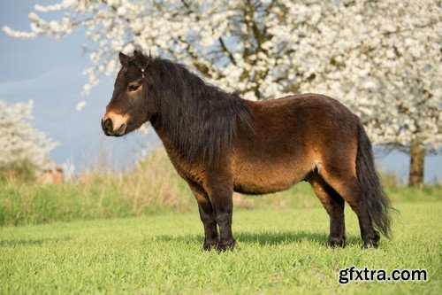 Stock Photos - Horse, 25xJPG