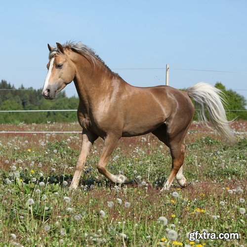 Stock Photos - Horse, 25xJPG