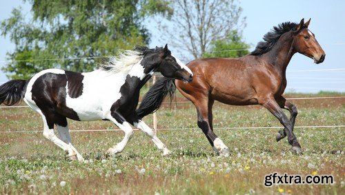 Stock Photos - Horse, 25xJPG