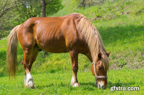 Stock Photos - Horse, 25xJPG