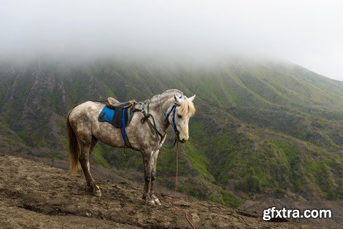 Stock Photos - Horse, 25xJPG