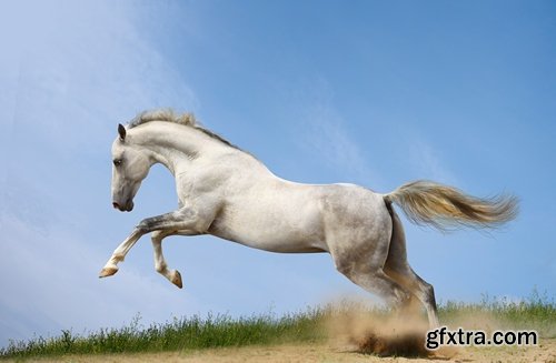 Stock Photos - Horse, 25xJPG