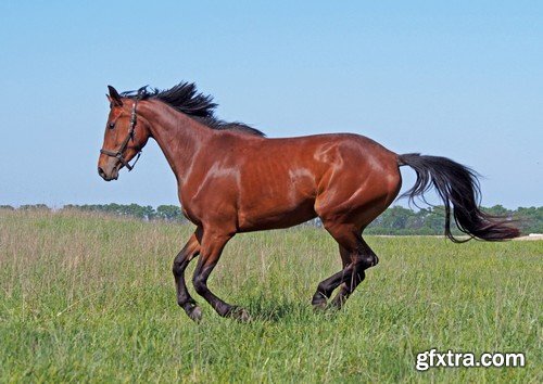 Stock Photos - Horse, 25xJPG