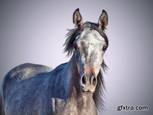 Stock Photos - Horse, 25xJPG