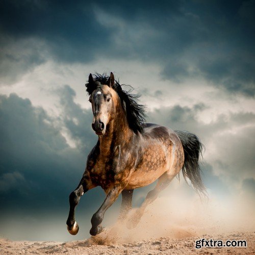 Stock Photos - Horse, 25xJPG