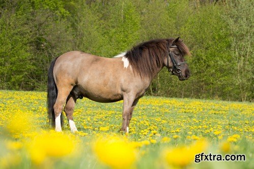 Stock Photos - Horse, 25xJPG