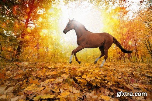 Stock Photos - Horse, 25xJPG